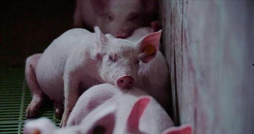 大猪吃的瓜叫,探寻瓜果背后的奇妙故事