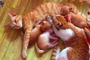 猫妈妈吃瓜,一场萌趣横生的食趣之旅