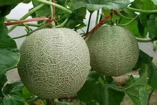 烟台理工吃瓜,吃瓜群众揭秘校园热点事件