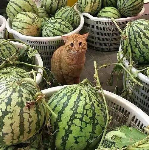 吃瓜与卖瓜头像一样吗,吃瓜与卖瓜,头像竟惊人相似!