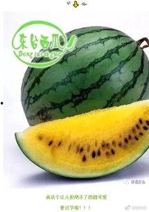 灌云贤合庄吃瓜,夏日吃瓜盛宴，品味乡村田园生活