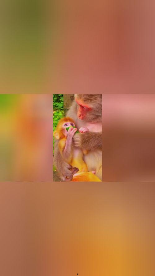 猴子吃瓜儿童舞蹈,儿童舞蹈中的趣味与智慧