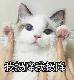 可爱猫咪吃瓜头像