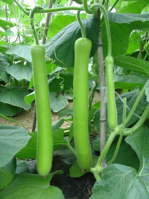 鹅长期吃瓜,探索鹅类独特的饮食习惯