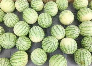 真实吃瓜视频,一场视觉与味蕾的双重盛宴