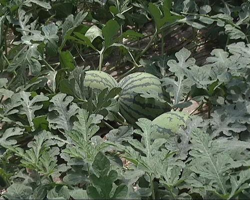 夏日吃瓜活动目的,瓜果飘香——夏日吃瓜活动欢乐盛宴