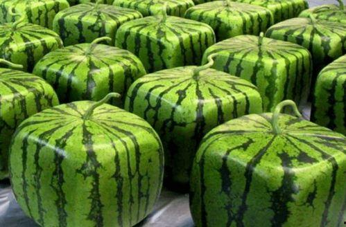 十八中吃瓜,揭秘校园里的“瓜田”风云