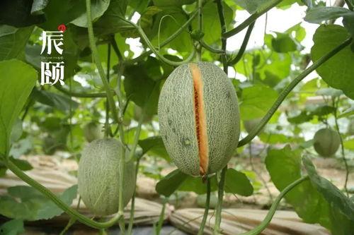 吃云南的瓜蜜,甜蜜之旅,探寻云南特色果香蜜韵